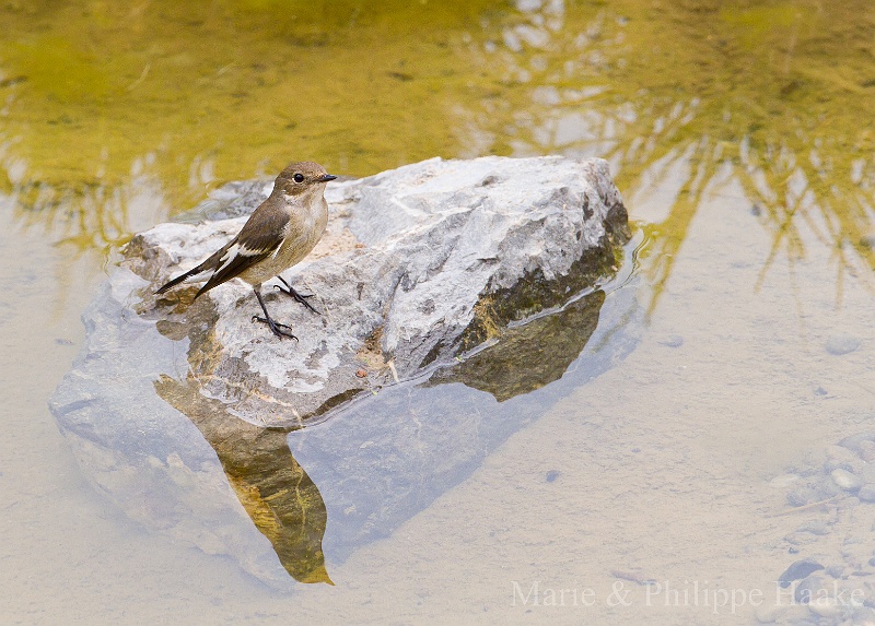 Gobemouche noir 3430.jpg - Gobemouche noir - European Pied Flycatcher - Ficedula Hypoleuca (Ermitage, Genève, Suisse)